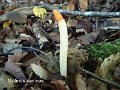 Mutinus caninus-amf1759
